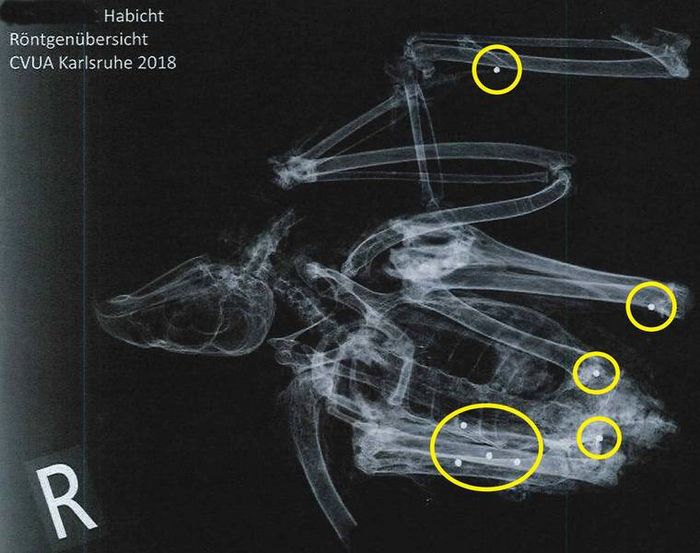 Röntgenbild des getöteten Habichts mit 8 Schrotkugeln